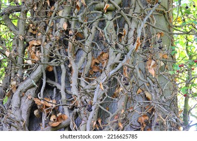 Branches And Roots Of A Tree Twisted Together