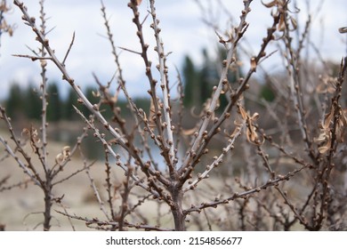 branches with rosehip thorns atmospheric nature photos for your background