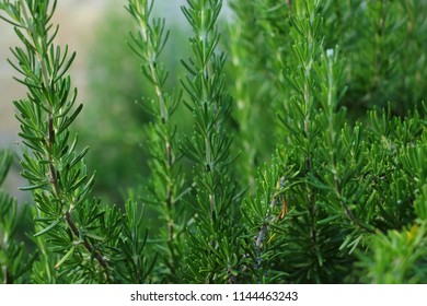 branches of rosemary - Shutterstock ID 1144463243