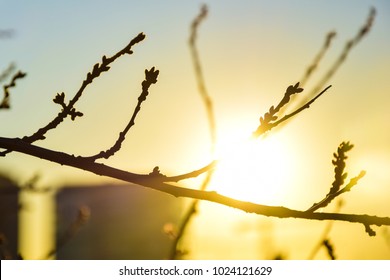 Branches of sakura (Cherry blossom) tree in front of the sun
