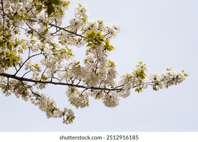 Branches of sakura flowers, cherry blossom - Powered by Shutterstock