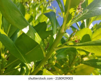 Branches Of Scaevola Taccada In Summer 