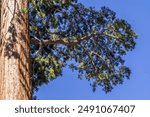 Branches of the sequoia tree ,close up picture, the largest tree in the world at Sequoia National park.