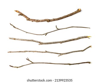 Branches set isolated. Dry twigs collection, sticks, boughs, dry thin branches, brushwood for rustic design, boho style