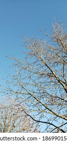 Branches Of Silver Maple Tree In Winter 