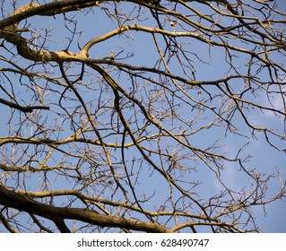 Branches in the sky background - Shutterstock ID 628490747