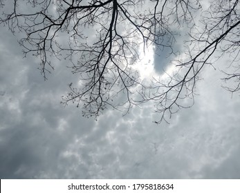 The Branches And The Sky Covered With Clouds, Unable To See The Sun, Looked Terrifying As An Art Scene