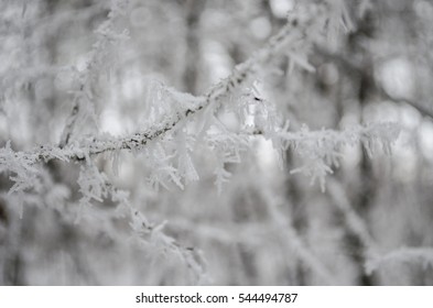 Branches in the snow