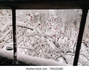 branches in the snow