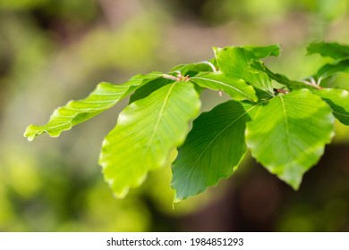 Branches with spring leaves European beech (Fagus sylvatica), selective focus. Plant background with green spring leaves. Close up on a fresh green leaves of European beech also called common beech.
