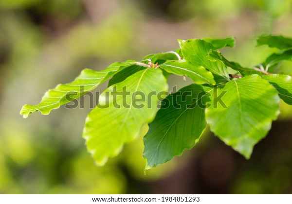 Branches with spring leaves European beech (Fagus\
sylvatica), selective focus. Plant background with green spring\
leaves. Close up on a fresh green leaves of European beech also\
called common beech.