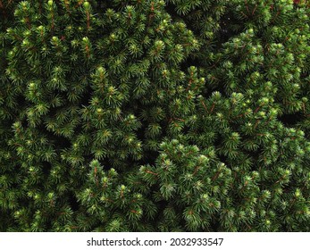 Branches of spruce of the Konica variety. 