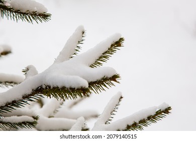Branches of spruce or pine covered with snow. Winter background. New Year's natural background. Christmas background with spruce branches.
