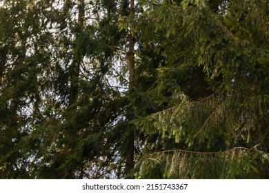 Branches of spruce tree in forest