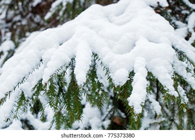 Branches of spruce trees with a large layer of snow after a heavy snowfall in the winter cold forest.