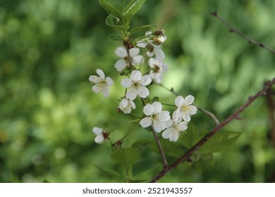 branches of tinkling trees in spring