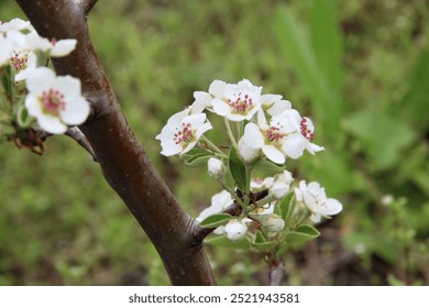 branches of tinkling trees in spring