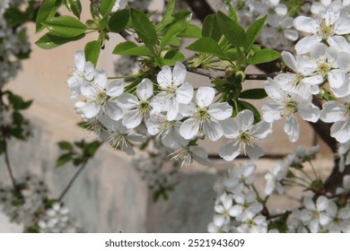 branches of tinkling trees in spring