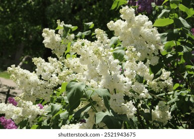 branches of tinkling trees in spring