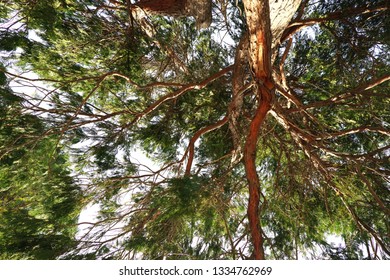 branches of a tree