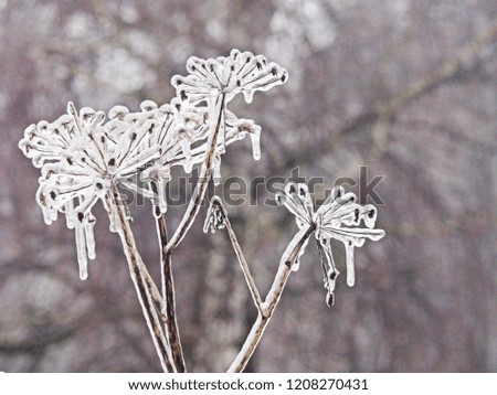 Branches of the tree after the sleet, ice crust and icicles, blurred Christmas background, trees in frost, bokeh, new year