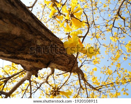 Branches of tree and beautiful yellow flower on sky background., Silver trumpet tree, Tree of gold, Paraguayan silver trumpet tree, Tabebuia aurea flowers.