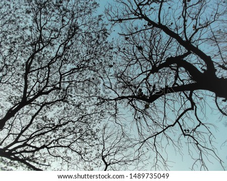 Similar – Image, Stock Photo bizarre Tree Oak tree Old