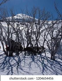 Branches Of A Tree Casting Shadows On Snow In Perisher Ski Resort In New South Wales In Australia In Winter