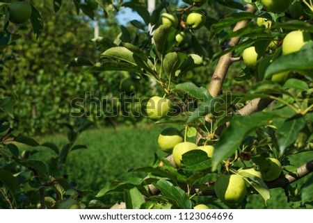 Branches of a tree of the Granny Smith apple cultivar, full of ripening fruits. 