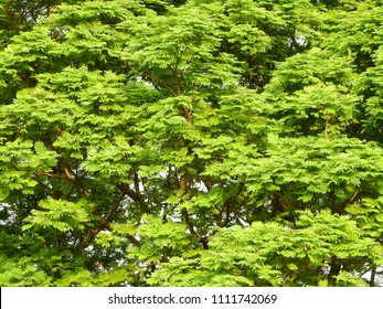 Branches of tree leaf in the park.