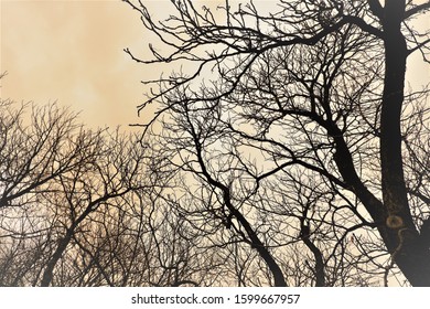 branches tree in the nauture
