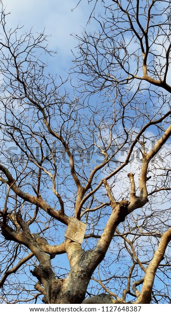 20+ Inspirasi Ranting Pohon Kering Gambar Pohon Siluet - Life of Wildman