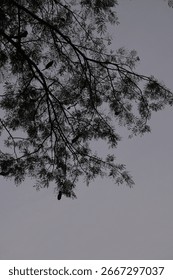 branches of a tree spreading 