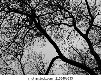 the branches of a tree in spring