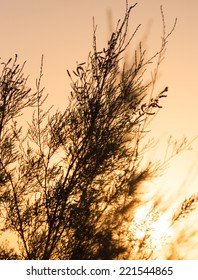 branches of a tree at sunset