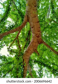branches of tree when looking up