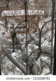 branches of tree in winter