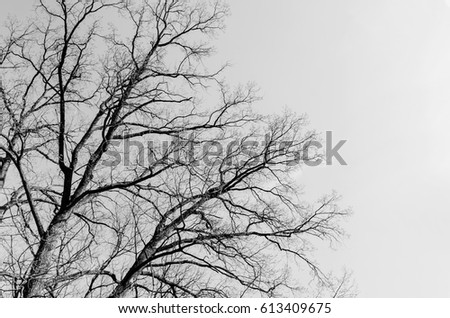 Branches of a tree without leaves against the sky. Close-up.