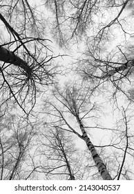 branches of a tree without leaves rise up into the sky, photo in black and white