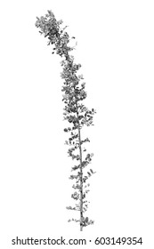 Branches of trees.