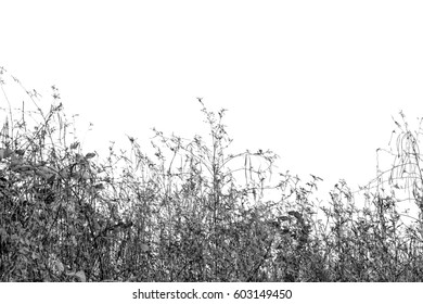 Branches of trees.