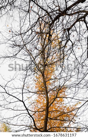 Image, Stock Photo branch Tree Strong Branch