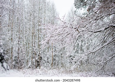 Branches Of Trees And Bushes In The Snow. Winter Landscape. Snowdrifts With Bliss On Branches And Trees. Winter Nature In The Forest