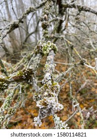 The branches of trees in the cold forest.