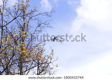 Branches of trees and a crow on the background of a blue sky with clouds.  Selective focus.  Copyspase