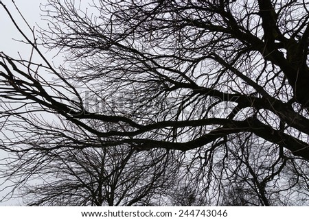 Similar – Foto Bild stille 3 Baum Winter