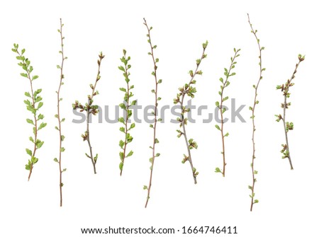 Similar – Image, Stock Photo Branches with young leaves of beech tree against blue sky with clouds
