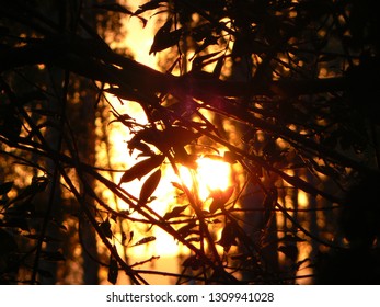 branches of trees in the lights of sunset