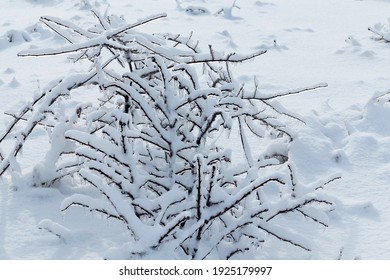 Branches of trees and plants covered with ice. Winter landscape after icing. Nature in winter. Trees after an icy rain. Winter has come.