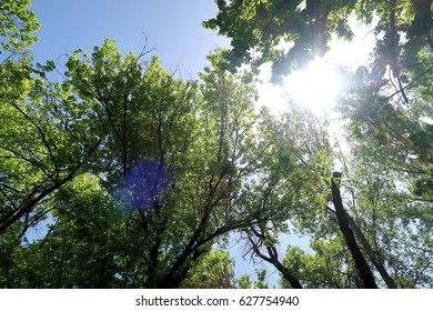 Branches of trees in the view from below into the sky